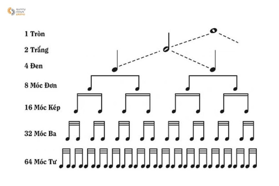 Học piano cho người mới bắt đầu tuyệt đối đừng bỏ qua việc học về trường đô nốt nhạc